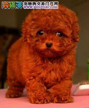 泰迪犬口吐黄水，没精神生病了吗