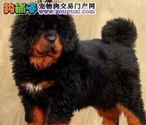 藏獒身上有难闻的味道怎么处理