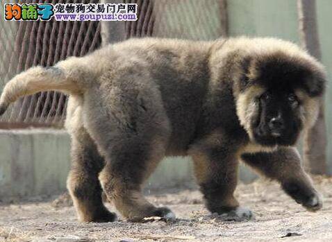 高加索犬吃东西很少不便便是怎么回事