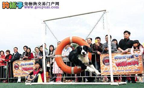 犬敏捷推广赛近期受关注 史上年纪最小的选手获亚军
