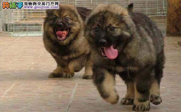 帮高加索剪趾甲不用怕 给高加索牧羊犬剪趾甲的步骤