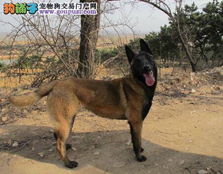 乘车安全守则 参考带马犬乘车应遵守的纪律