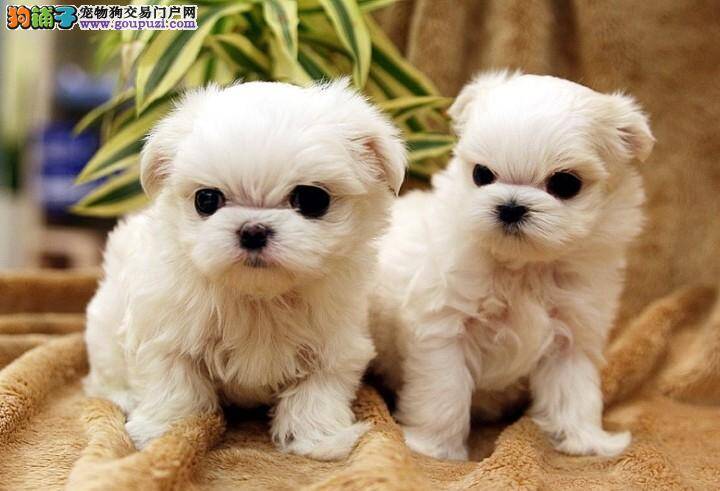 怎样选购一只健康的马尔济斯犬