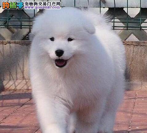 萨摩耶拉肚子有腥味是什么情况