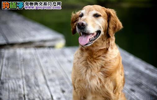 合理选择项圈 给金毛犬做好最佳的保护