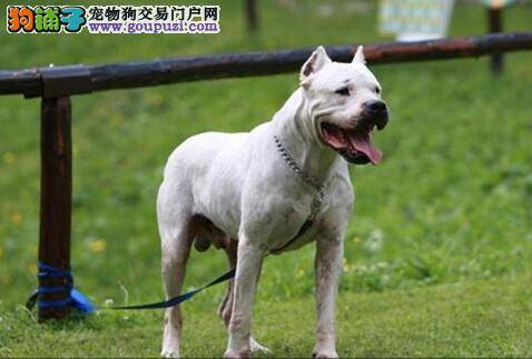 恋爱好时光 发情期的杜高犬是如何饲养的