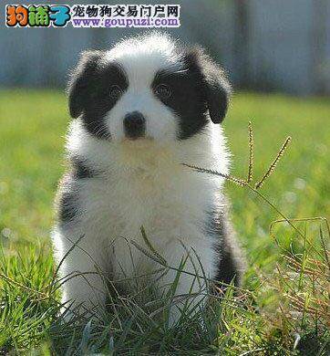 边境牧羊犬食欲和精神都很正常为什么还会拉稀