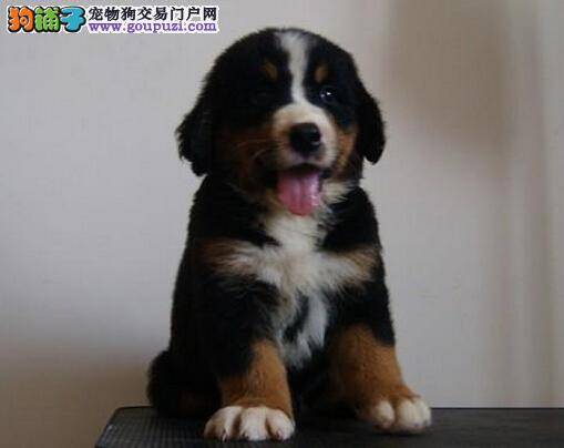 选购伯恩山犬要掌握的几大要点问题