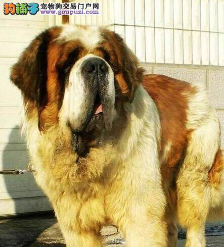 正确饮食方法 圣伯纳犬出现挑食的两大原因