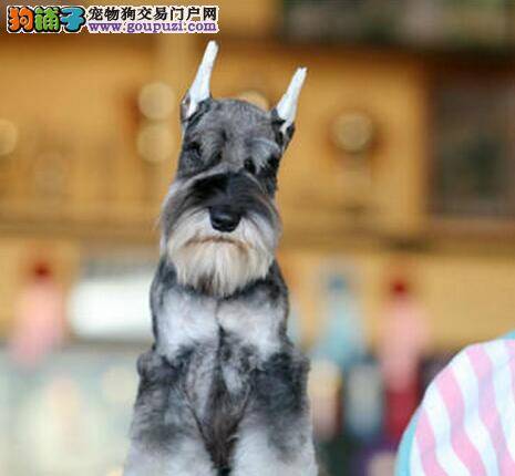 雪纳瑞患上细小了应怎样治疗它 求解答