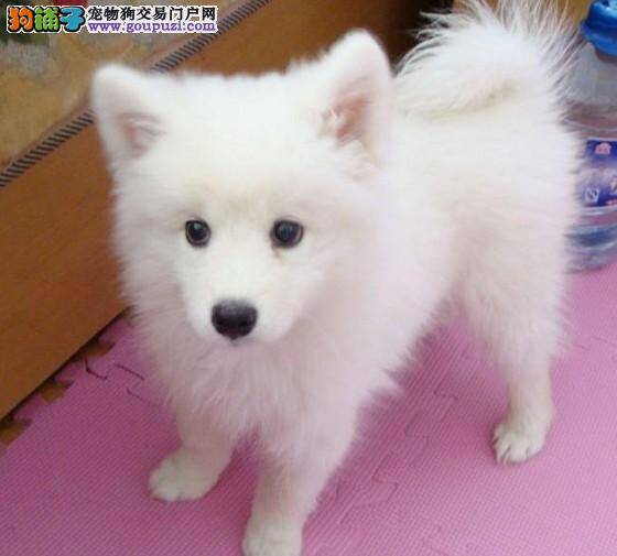 如何解决银狐犬拉稀带血的问题