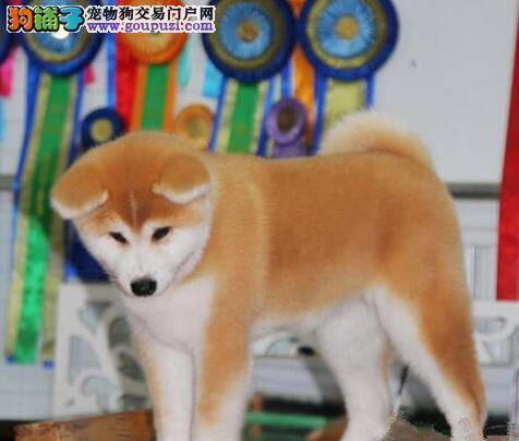 秋田犬痉挛、抽筋 狗狗痉挛处理措施