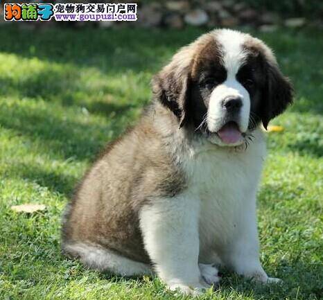 妙招告诉你怎样让圣伯纳犬告别口臭