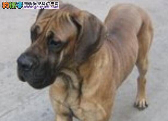 如何让大丹犬顺利的度过严寒考验