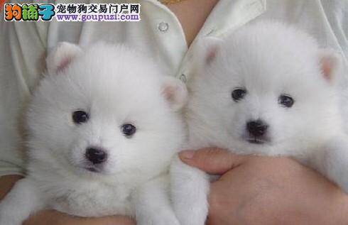 银狐犬吃完香蕉拉稀精神不佳是怎么了