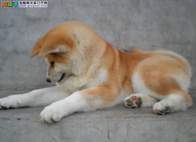 秋田犬易发意外的处理方法