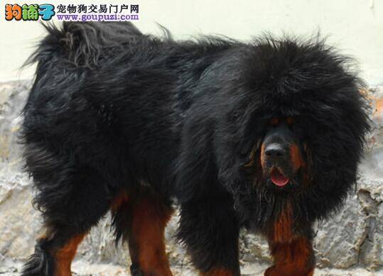 藏獒得了犬瘟出现发烧、抽搐的症状 怎么治疗