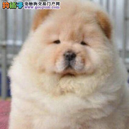 松狮犬身上出现很多螨虫全身红点怎么办