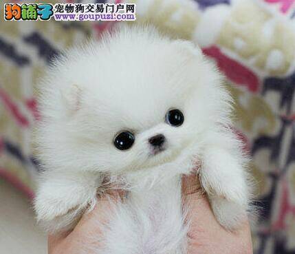 博美犬最近懒洋洋的没有精神是怎么回事