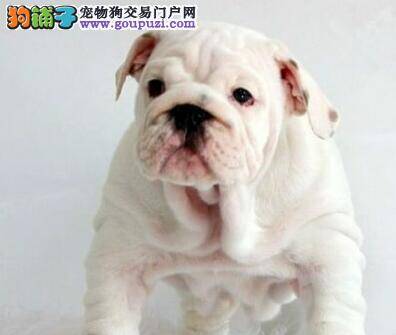 斗牛犬咳嗽干呕就像嗓子里有东西是怎么回事