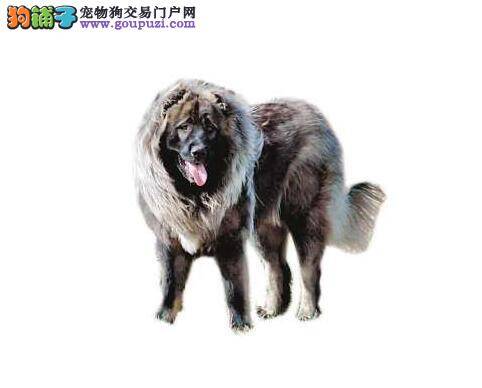 养犬必知 饲养高加索犬主人们应该了解清楚哪些事情