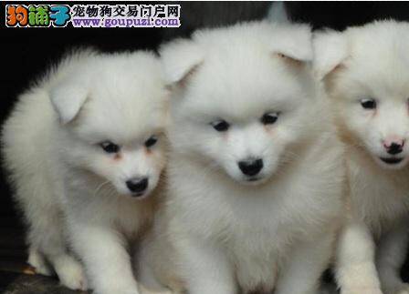 日本银狐犬的特征及选购要点