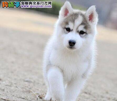如何调教哈士奇改掉乱叫的坏习惯
