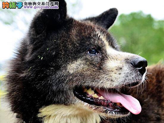 营养均衡身体好 秋田犬的营养结构与主人有哪些区别