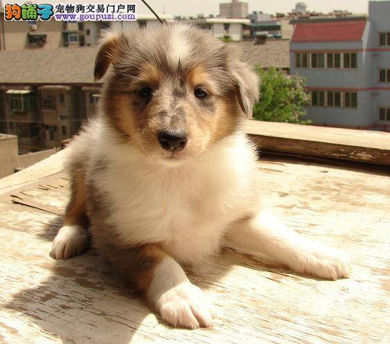 苏格兰牧羊犬不怎么听话，如何是好