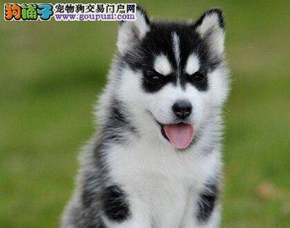 哈士奇拉稀不吐不知道是怎么回事