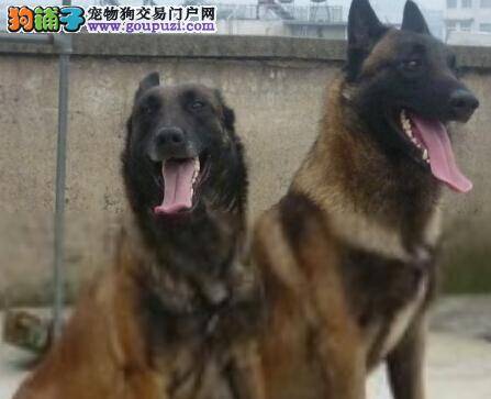 防暑妙招 两个方法让马犬远离高温考验