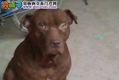 训练高手支招比特犬怎样才能学会衔取技能