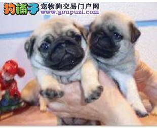 巴哥犬最近又吐又拉怎么办