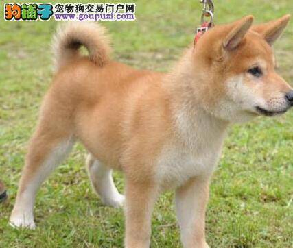 训狗知识指南 秋田犬如何更快的适应新环境