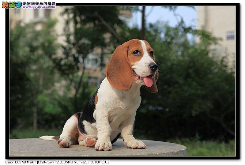 如何让比格犬拥有最美丽的毛发