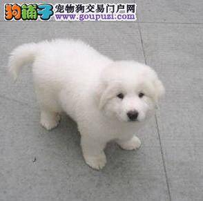 带你走近大白熊犬的世界，方便你的购买