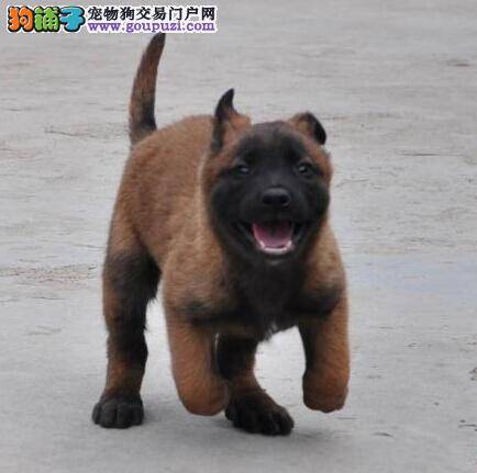 安全饲养守则 如何提高马犬独自在家的安全性