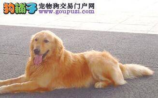 教宠物主人轻松应对金毛犬的耳螨问题