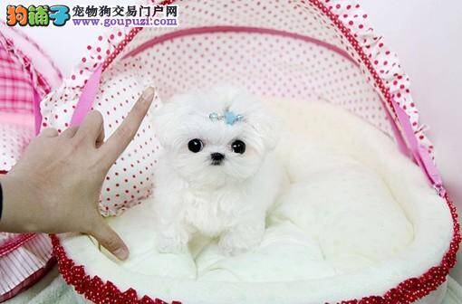 马尔济斯犬的眼睛有很多眼屎应如何清理