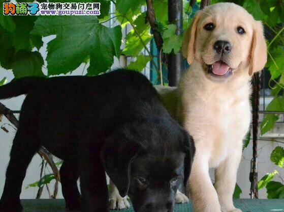 如何训练八个月的拉布拉多犬上厕所