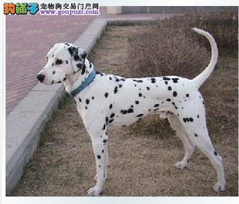 新手必读——挑选健康斑点狗的小窍门