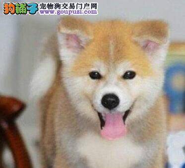 大规模饲养秋田犬的时候容易出现哪些误区