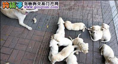 提倡文明养犬 让人宠一起建造完美的家园