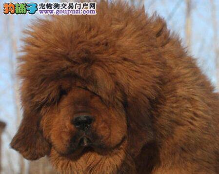 三个月的藏獒干呕，吐不出应怎么办