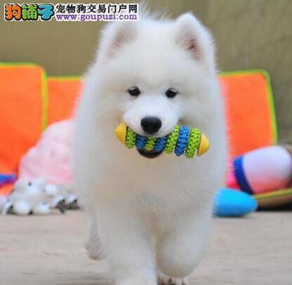 萨摩耶总在狗窝里随地大小便怎么办