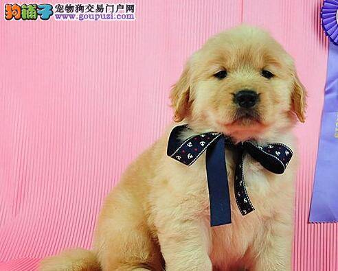 金毛犬口吐白色的粘稠物有什么问题吗