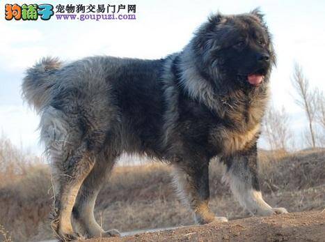 高加索犬患急慢性肝炎，食欲不振的治疗方法