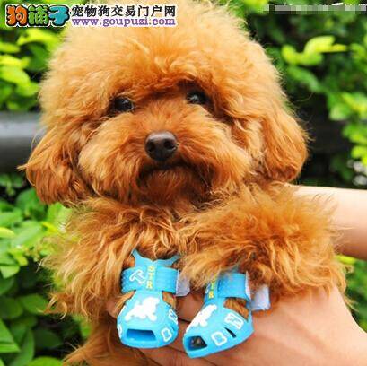 科学护理与美容 护理贵宾犬需要注意的几个方面