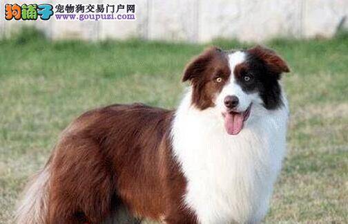 边境牧羊犬打完疫苗咳嗽需要吃药吗