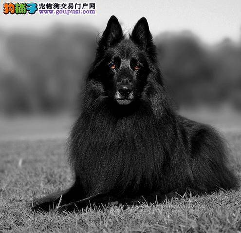 比利时牧羊犬打喷嚏流清鼻涕是怎么了